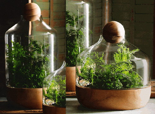 mini jardins em vaso:Mini florestas em vaso: a moda dos terrários Viver Bem Agora mini jardins em vaso:Mini florestas em vaso: a moda dos terrários Viver Bem Agora